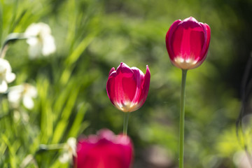 Beautiful red and white tulips