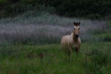 wild horse