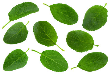 Plum leaf set closeup on white