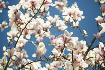 Magnolia tree in bloom