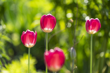 Beautiful tulips on postcard