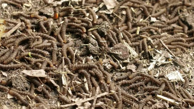 A lot of swarming worms in ground. Grave worms, death worm (And they shall lie down alike in the dust, and the worms shall cover them. Bible). Larvae, caterpillars of insects, saprobiont, necrophage
