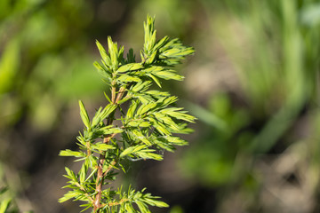 New foliage in spruce