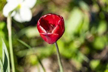 Beautiful red tulip close-up