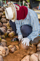 Fototapeta premium Workers are sorting coconut for cutting and arranging for breeding