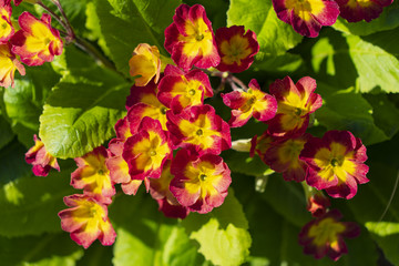 Flowering primrose