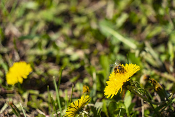 A bee pollinates a dandelion flower