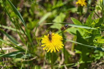 Bees and dandelion