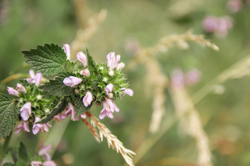 Natural flower background. Amazing nature view of purple flowers blooming in garden under sunlight at the middle of summer day.