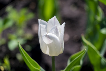 White tulip on a sunny day