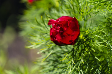 Peony angustifolia dissolves