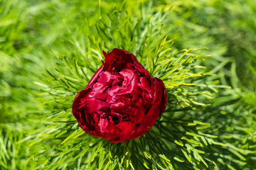 Beautiful peony flower