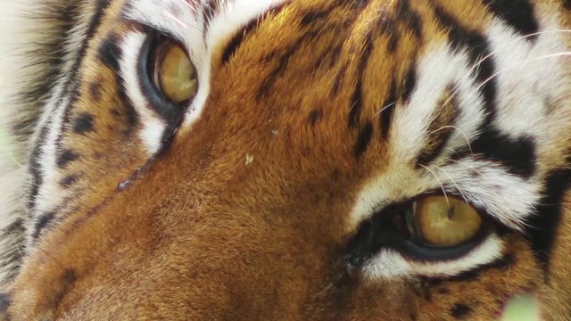 tiger's eyes, close-up