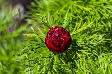 Peony angustifolia blossoms in the sun