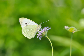 The large white,  cabbage butterfly on meadow. Big white butterfly (Pieris brassicae)  collecting nectar on wild flowers