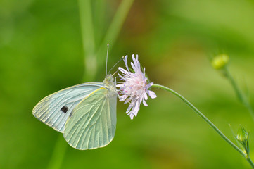 The large white,  cabbage butterfly on meadow. Big white butterfly (Pieris brassicae)  collecting nectar on wild flowers