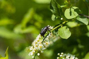 beetle Bronze bat on bird cherry