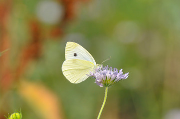 Small White butterfly, Pieris rapae, on wildflower. Beautiful butterfly on meadow