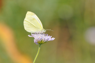 Small White butterfly, Pieris rapae, on wildflower. Beautiful butterfly on meadow