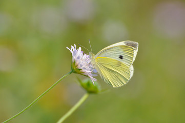 Small White butterfly, Pieris rapae, on wildflower. Beautiful butterfly on meadow