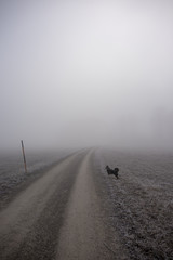 weg im nebel mit hund