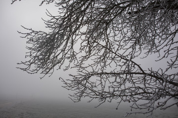 Zweige im Nebel mit Eiskristallen