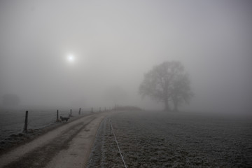 Weg im Nebel ,it Baum und Hund