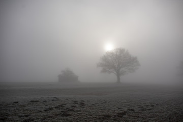 Baum im Gegenlicht auf Feld im Nebel