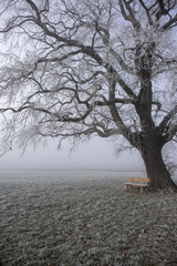 Baum mit Bank im Nebel 2