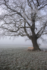 Baum mit Bank im Nebel 1