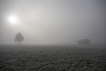 Feld im Nebel mit Baum und Hütte