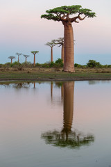 Beautiful Baobab trees at sunset at the avenue of the baobabs in Madagascar