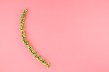 Color paper background with flowering barberry