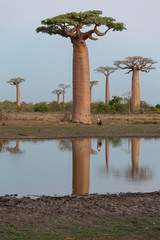 Beautiful Baobab trees at sunset at the avenue of the baobabs in Madagascar