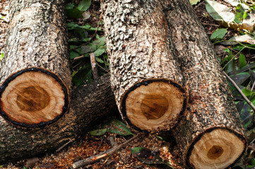 Tree, cutting, destroying, tree