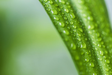close up view of green leaf with water drops on blurred background