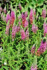 Różowe kwiaty © bnorbert3