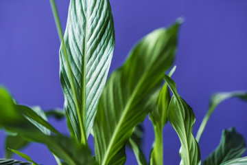 close up view of green leaves isolated on purple background
