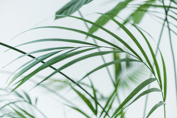 close up view of green palm leaves on blurred grey background