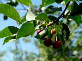 cherries on a branch
