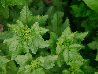 currant leaves