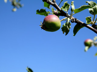 ripe apple