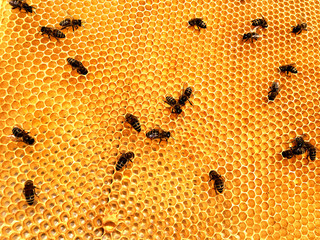 Background hexagon texture, wax honeycomb