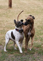 two funny dogs are walkingin the garden together
