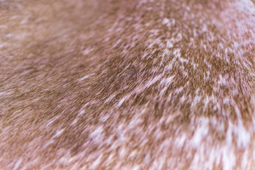 Texture of cow fur close-up, focus with shallow depth of field, background