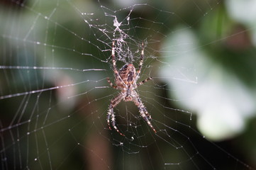 Spinne auf der Lauer