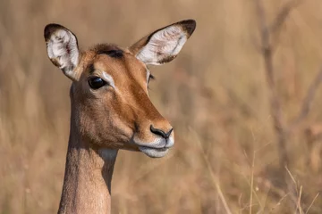 Impala-antilope in de hoogste staat van paraatheid © Bernhard Bekker