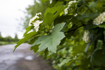 Fototapeta premium Flower