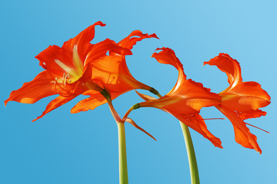 Four red flowers of a hippeastrum against a blue sky.