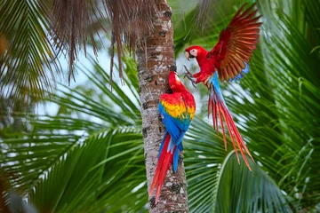 Keuken spatwand met foto Two Ara macao, Scarlet Macaw, pair of big, red colored, amazonian parrots near nesting hole on palm tree, outstretched wings, long red tail against wet forest. Manu National Park, Peru, Amazon basin. © Martin Mecnarowski
